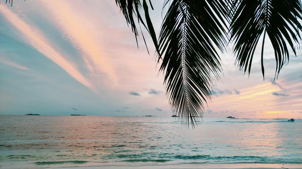 Pet-friendly hotels: Comment choisir le meilleur pour votre animal de compagnie